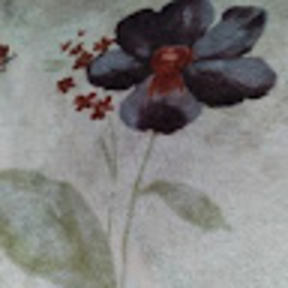 c_chaparrita